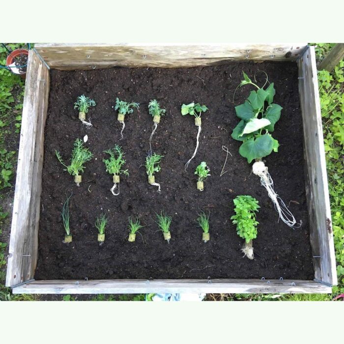 Plantui pladenj za kalitev do 12 rastlin (Pre-grow Tray) - slika 4