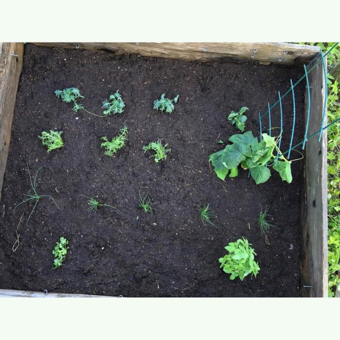 Plantui pladenj za kalitev do 12 rastlin (Pre-grow Tray) - slika 5